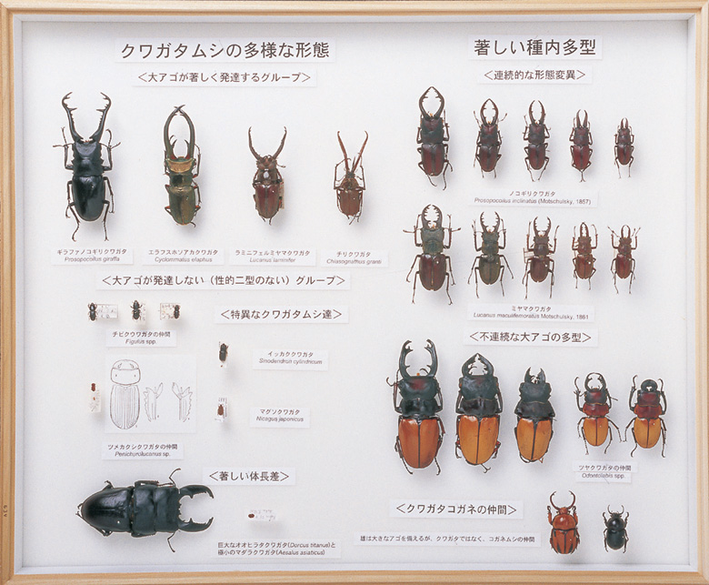 自然界の仲間たち