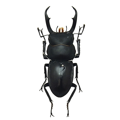 コクワガタ(小鍬形) , 蝶の標本 販売・通販のNatureShop|モルフォや