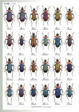 月刊むし大図鑑シリーズ 日本の迷蝶大図鑑、世界のクワガタムシ大図鑑