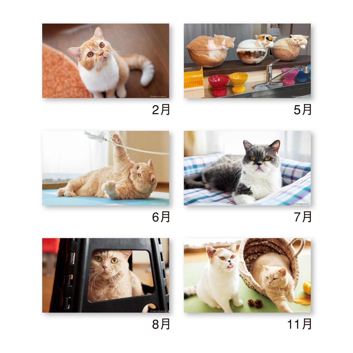 ねこと生活 みかんとじろうさんち（卓上）｜卓上カレンダー