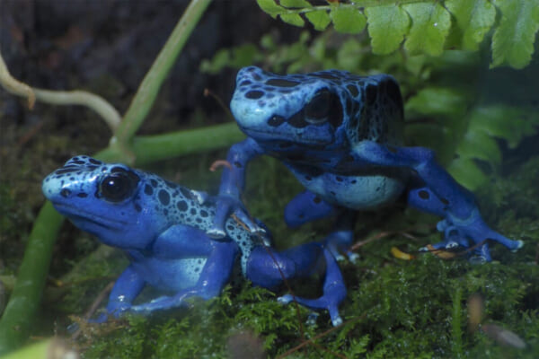 Kawa01_コバルトヤドクガエル1-