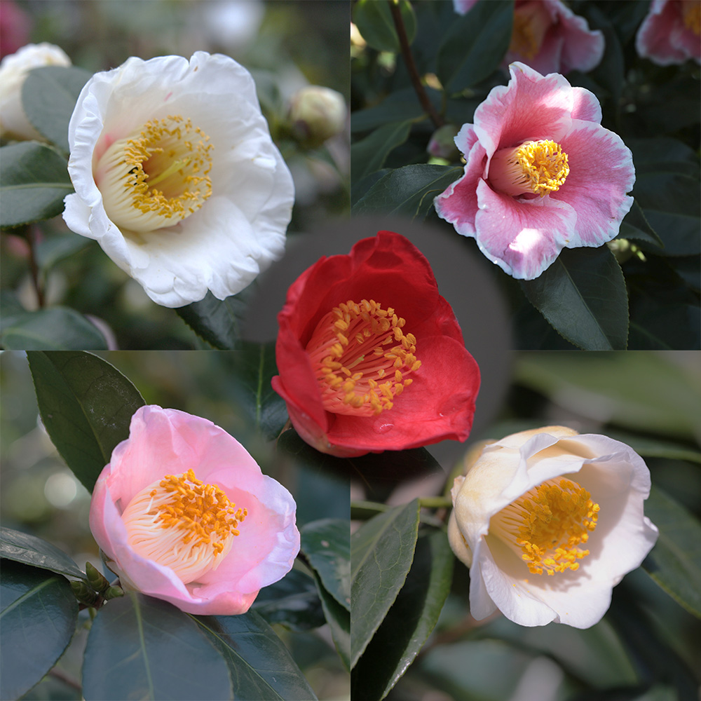 椿園オンラインショップ / 白色系