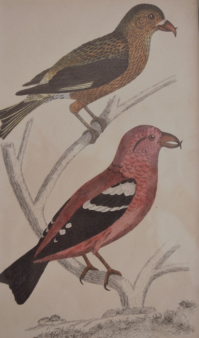 バード 絵画 インテリア ピクチャー イギリスアンティークAntique