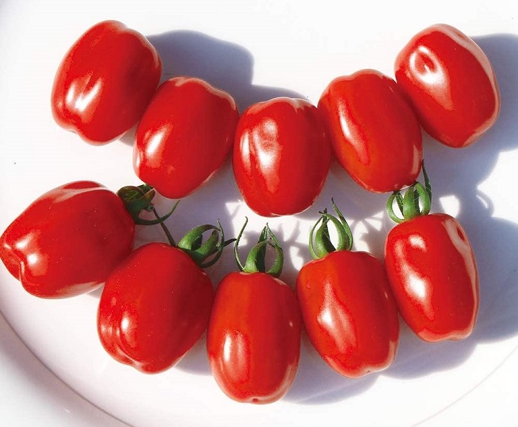 ミニトマト種子】RIJK ZWAAN ライクズワーン社 コンフェット（Confetto