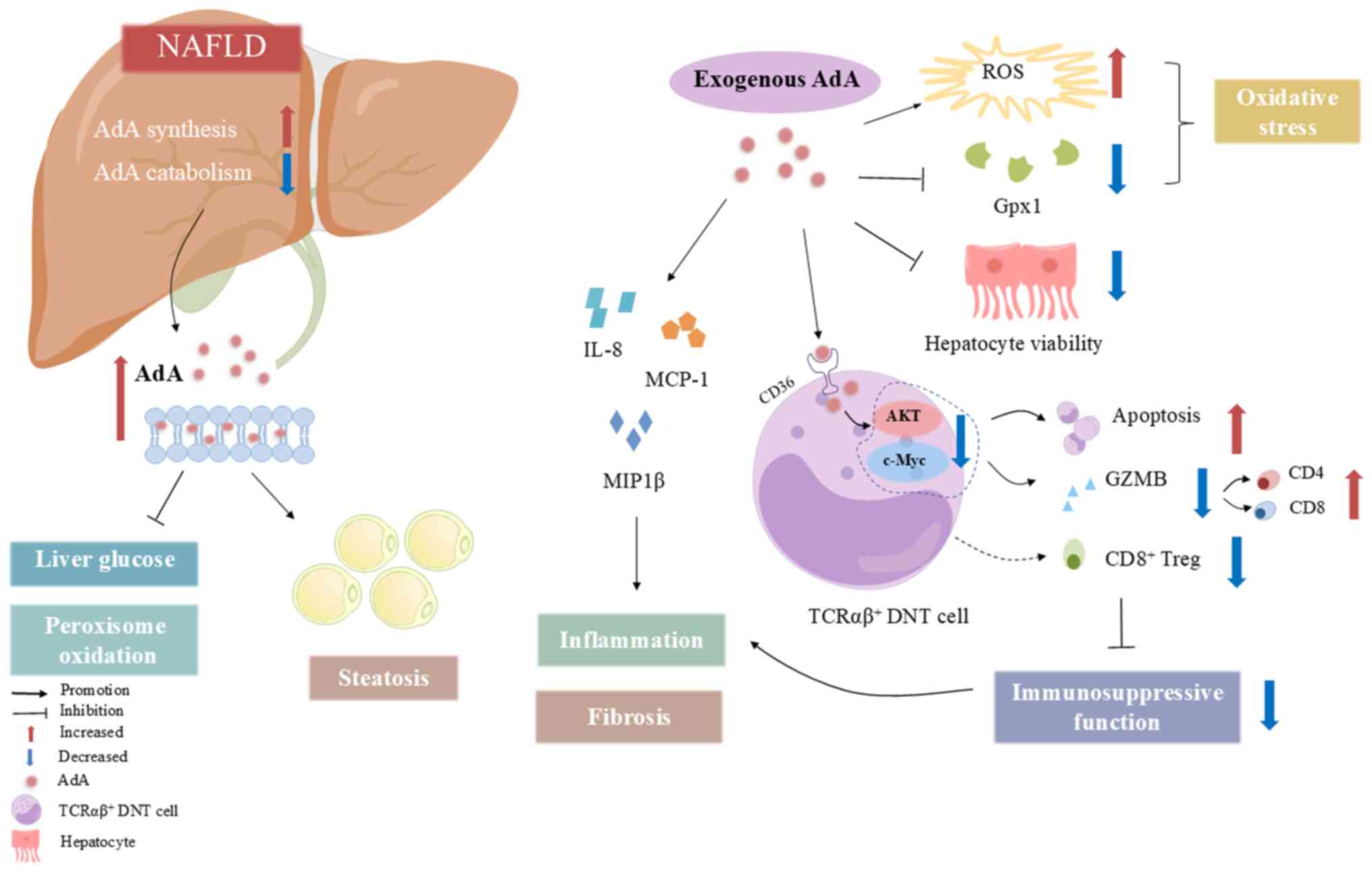 International Journal of Molecular Medicine