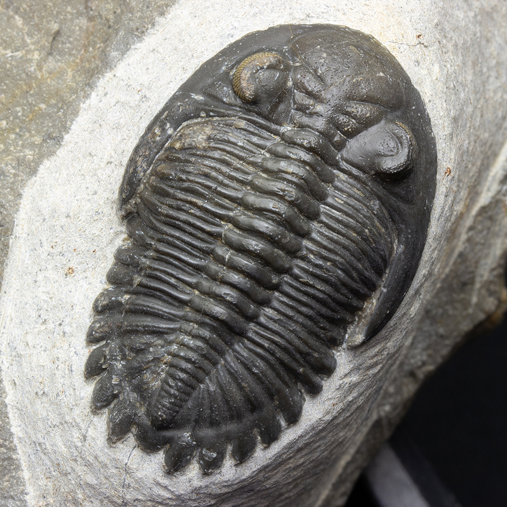 ホラドプスT30｜恐竜・化石グッズの専門店 ふぉっしる