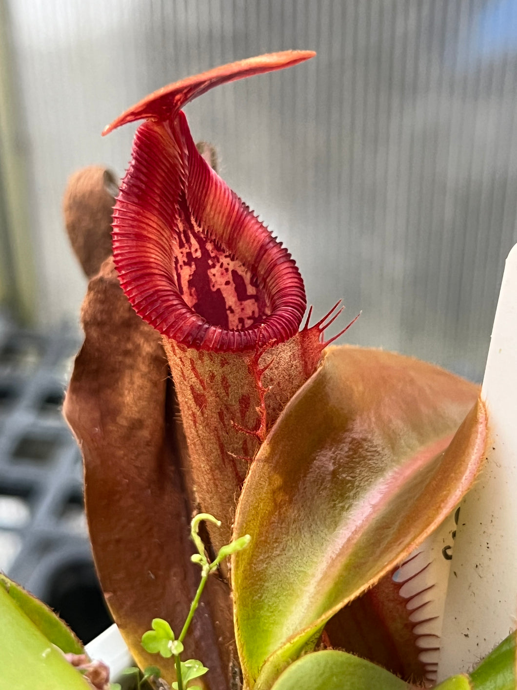 Nepenthes Veitchii 'K' X Trusmadiensis PTE-022 – Plants That Eat