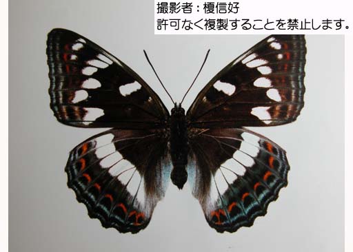 オオイチモンジ - 岐阜県公式ホームページ（環境生活政策課）