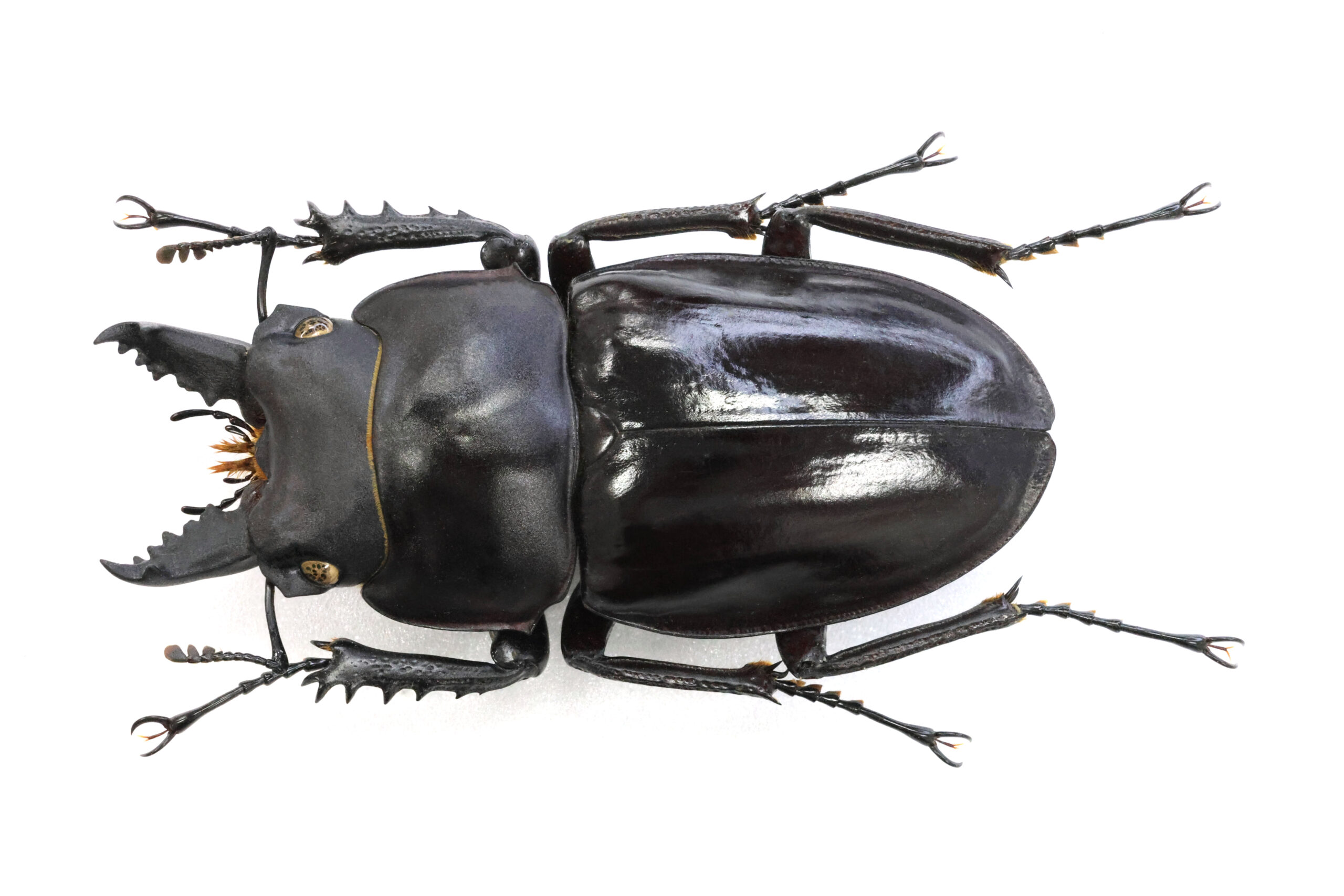 56.1 ㎜ ］夏の終わりから秋に発生！ | Project WILD MUSEUM クワガタ