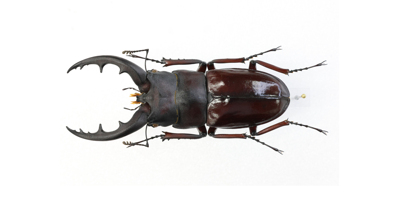 ☆超貴重☆イヘヤノコギリクワガタ特大標本セット ☆超貴重☆イヘヤ