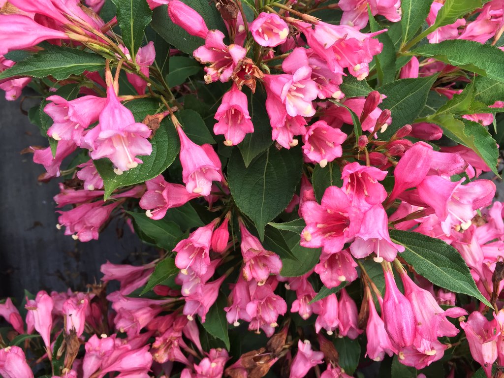 Czechmark Twopink® - Weigela florida | Proven Winners