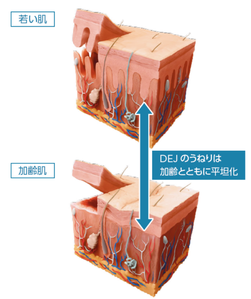 D·E·J Daily Boosting Serum | 【公式】REVISION SKINCARE