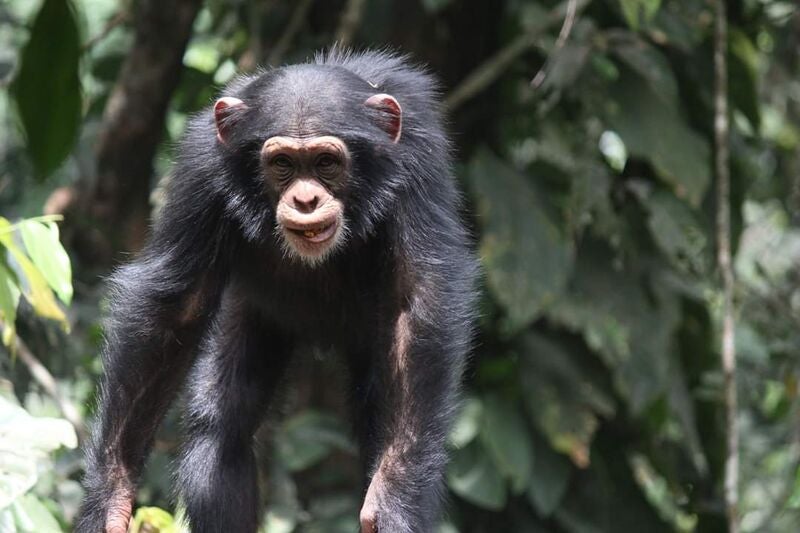 Mining Threatens Over One-Third of Africa's Great Apes | Re:wild