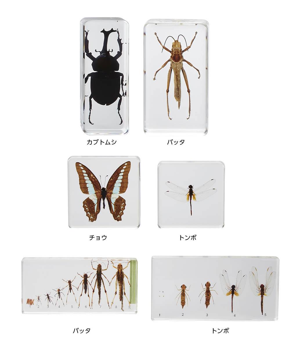 プラスチック封入昆虫標本 PKGD（6種）【りかなび】ケニス株式会社