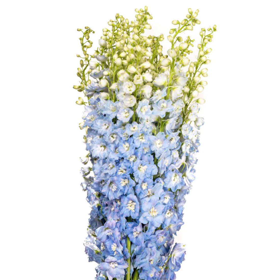 light-blue-hybrid-lightbox-