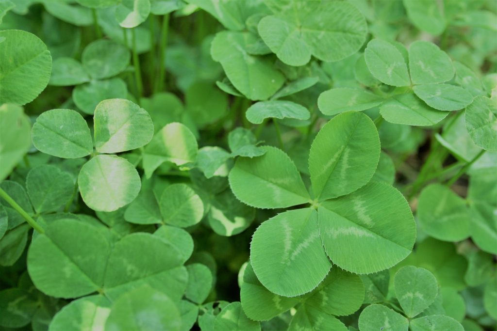 四葉のクローバーは「グランドカバー」に最適！？ | シンヴィング