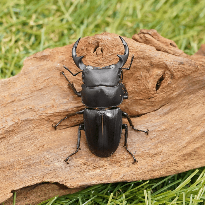 f*t様 オオクワガタ山梨県樹液採集個体♂15頭♀2頭ドイツ箱入り