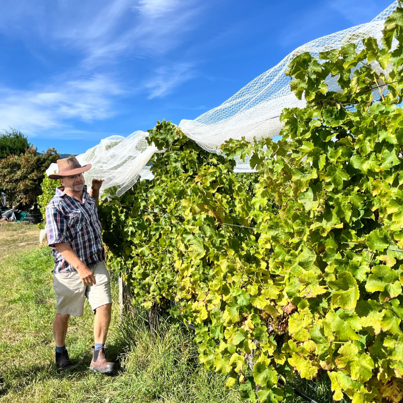 テ・マニア ピノ・ノワール リザーヴ