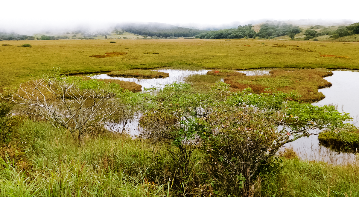 八島湿原トレッキングコース | ビーナスライン