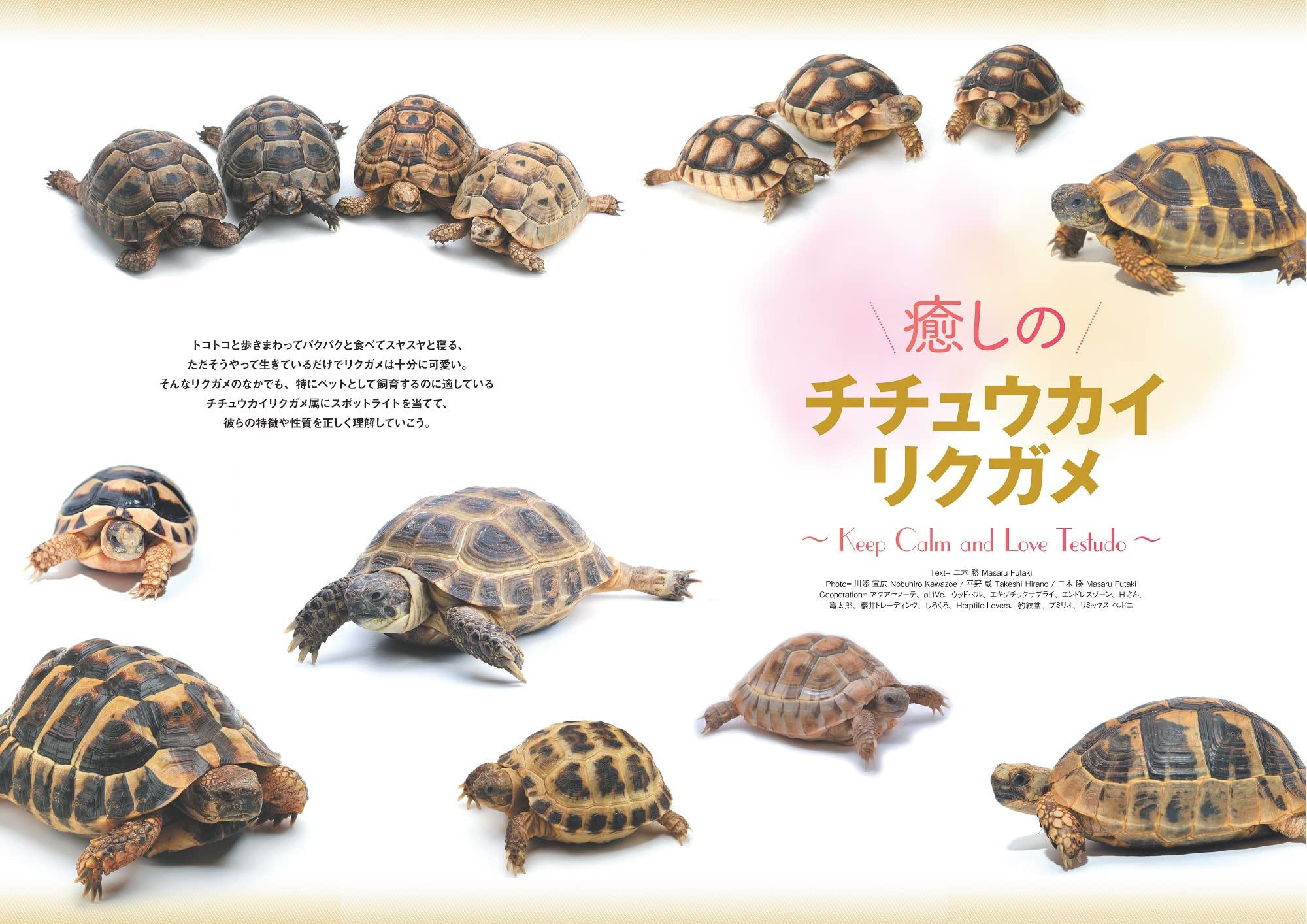 REP FAN レプファン Vol.19 癒しのチチュウカイリクガメ