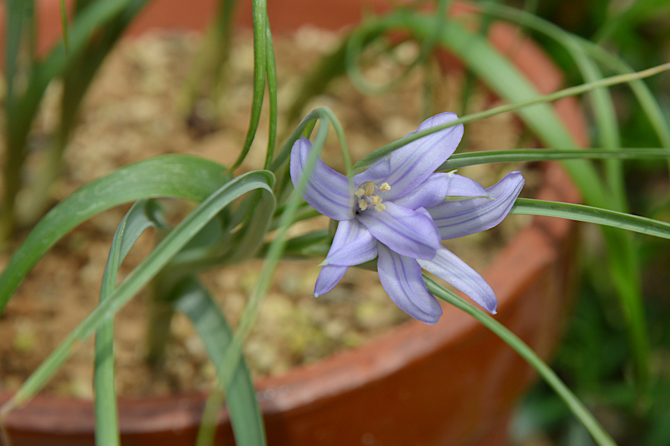 センブリ | 山科植物資料館