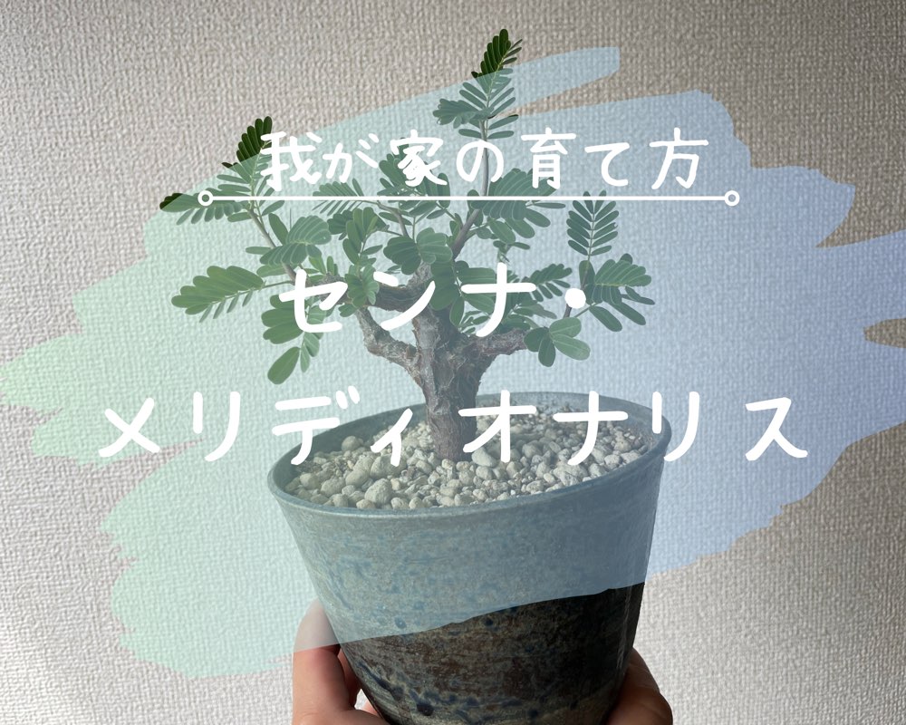 センナ・メリディオナリスの育て方‐おーきっどblog