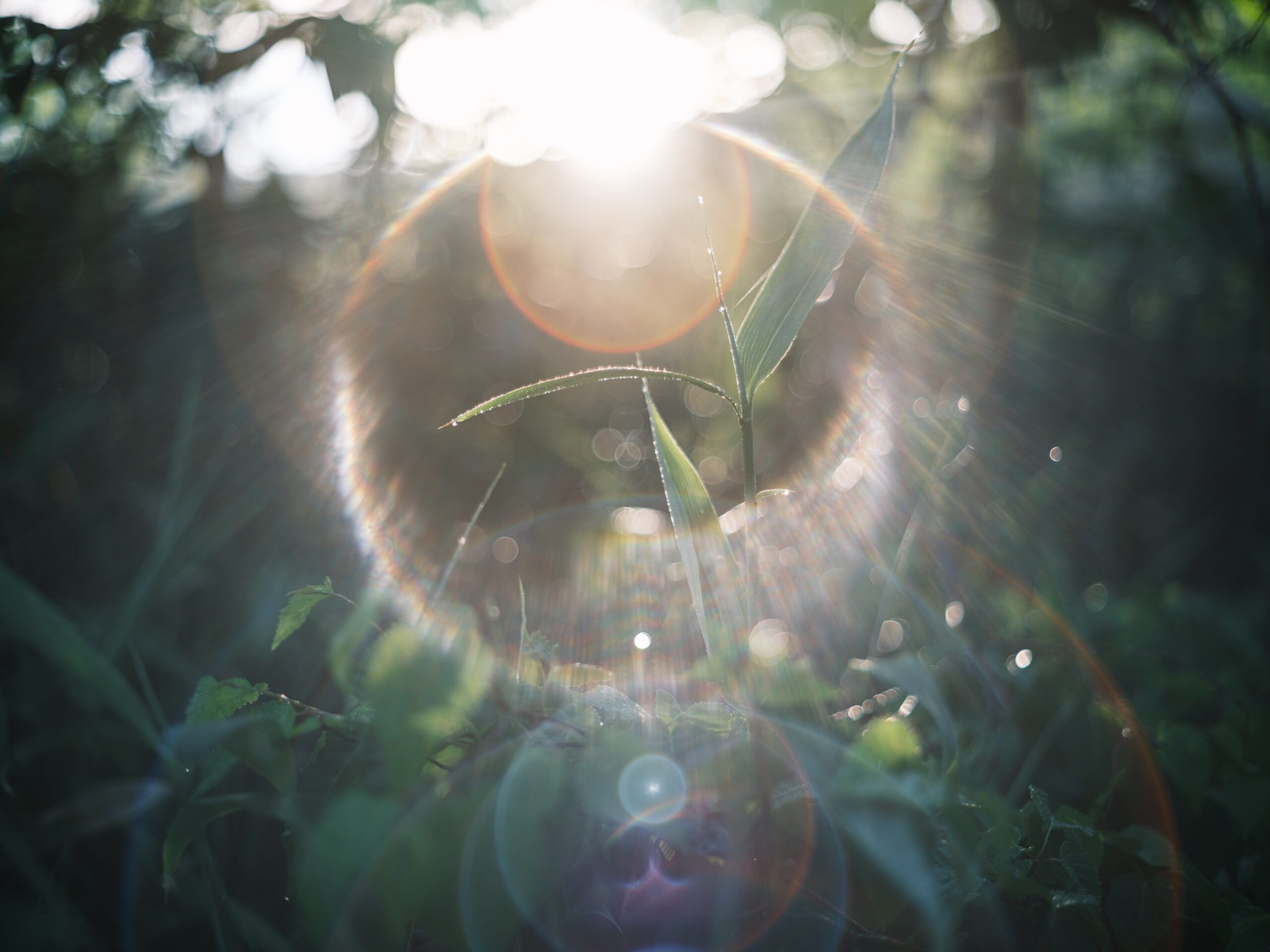 入門にして最高峰のオールドレンズ Super-Takumar 55mm F1.8[作例あり