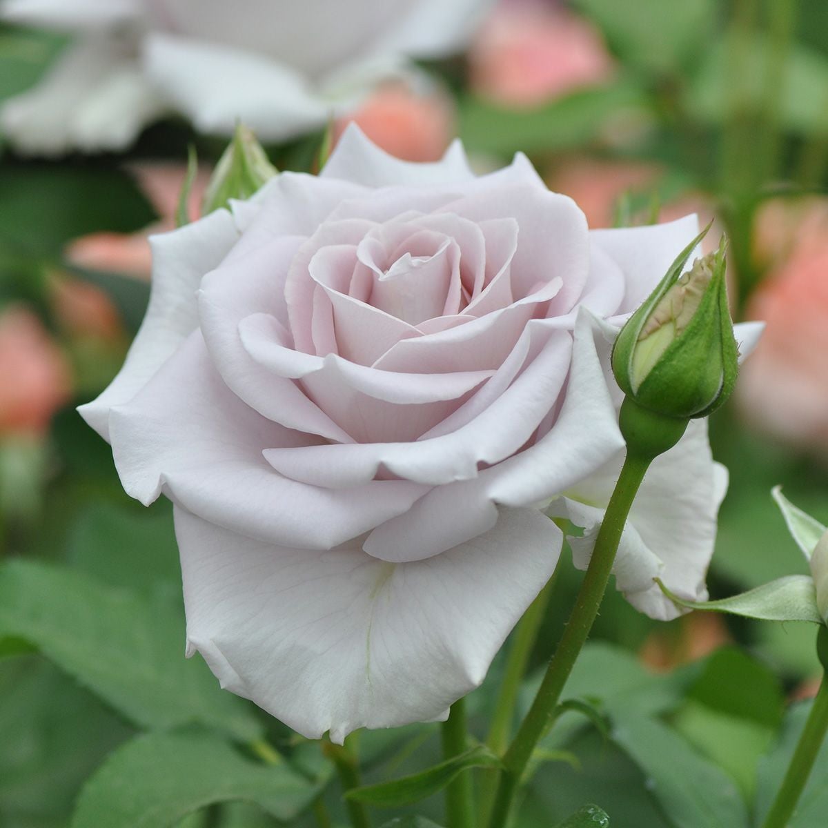 バラ苗 【ステンレススチール】 (大苗) ハイブリッドティー 四季咲き