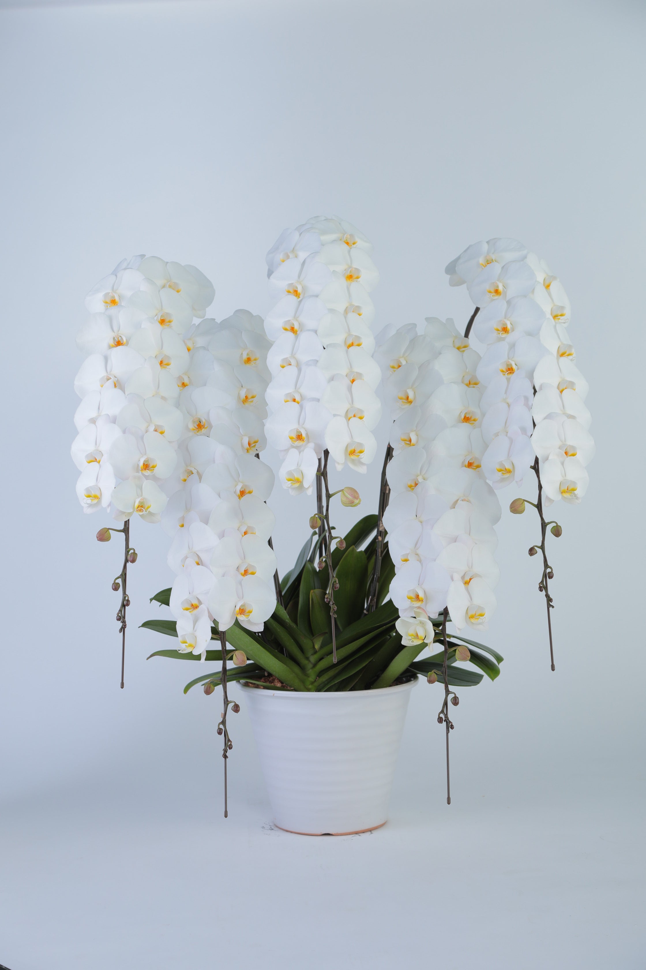 としちゃん専用 白い胡蝶蘭 赤い鉢 リボン付き 110センチ ミニ胡蝶蘭