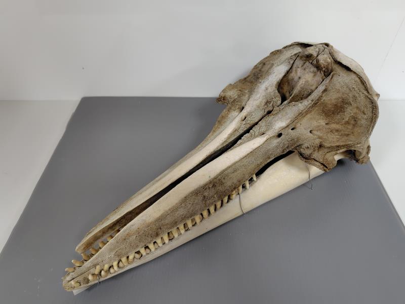 標本棚のラベル裏004 ハクジラ亜目（頭骨） - 生き物・学び・研究