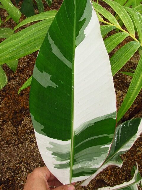 ムサ アエアエ(Musa Aeae) 斑入りバナナ | 希少植物の販売