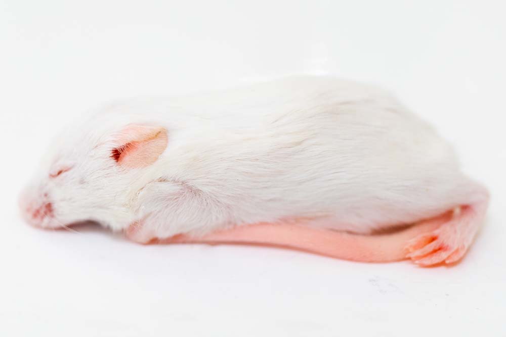 ホッパーマウス通販100匹】重さ・サイズ・解凍方法｜コーンスネーク用