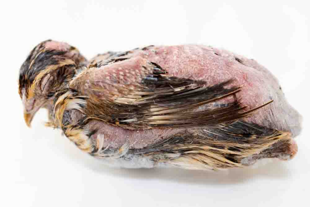 冷凍ウズラ販売｜未処理・安い通販】78羽｜ヘビ・フクロウ・激安