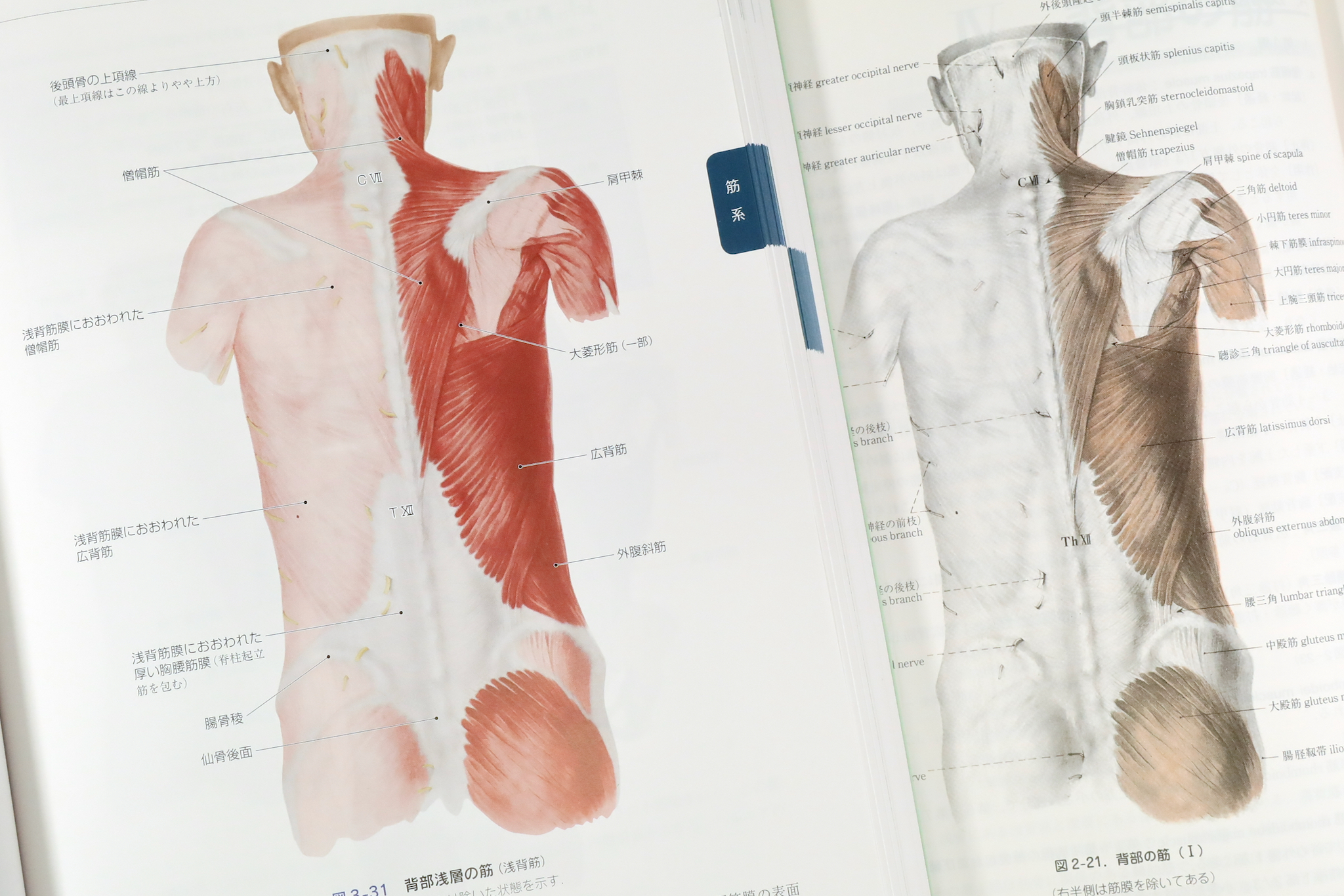 日本人体解剖学 改訂20版 / Anatomy 今日も明日も/日本人体解剖学 改訂20版