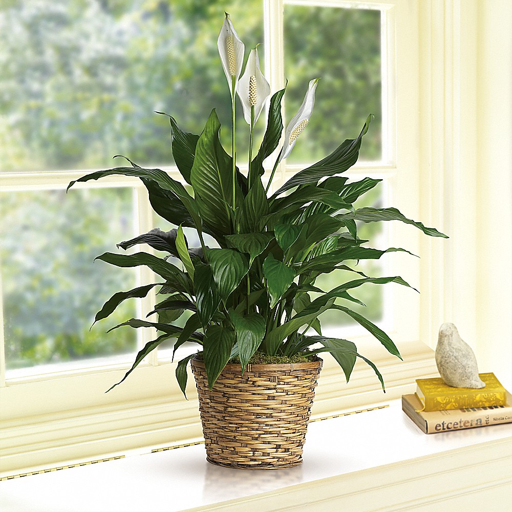 Simply Elegant Spathiphyllum (Peace Lily) - Medium in Orleans ON