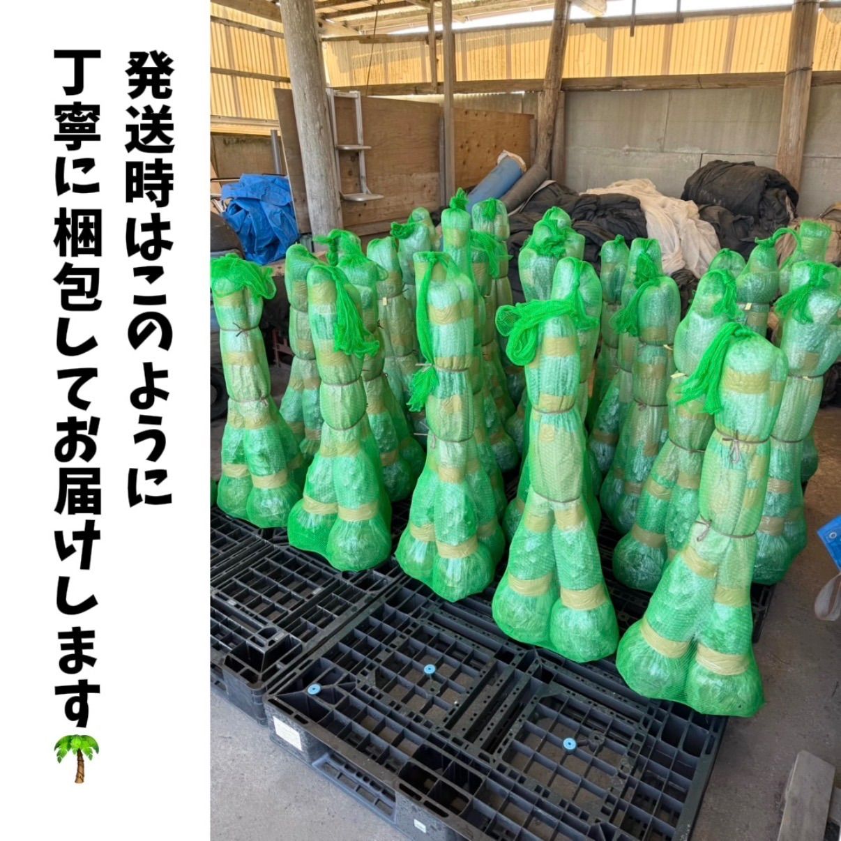 初心者OK】ココスヤシ2本セット｜すぐ庭に映えるサイズ・ポット入り