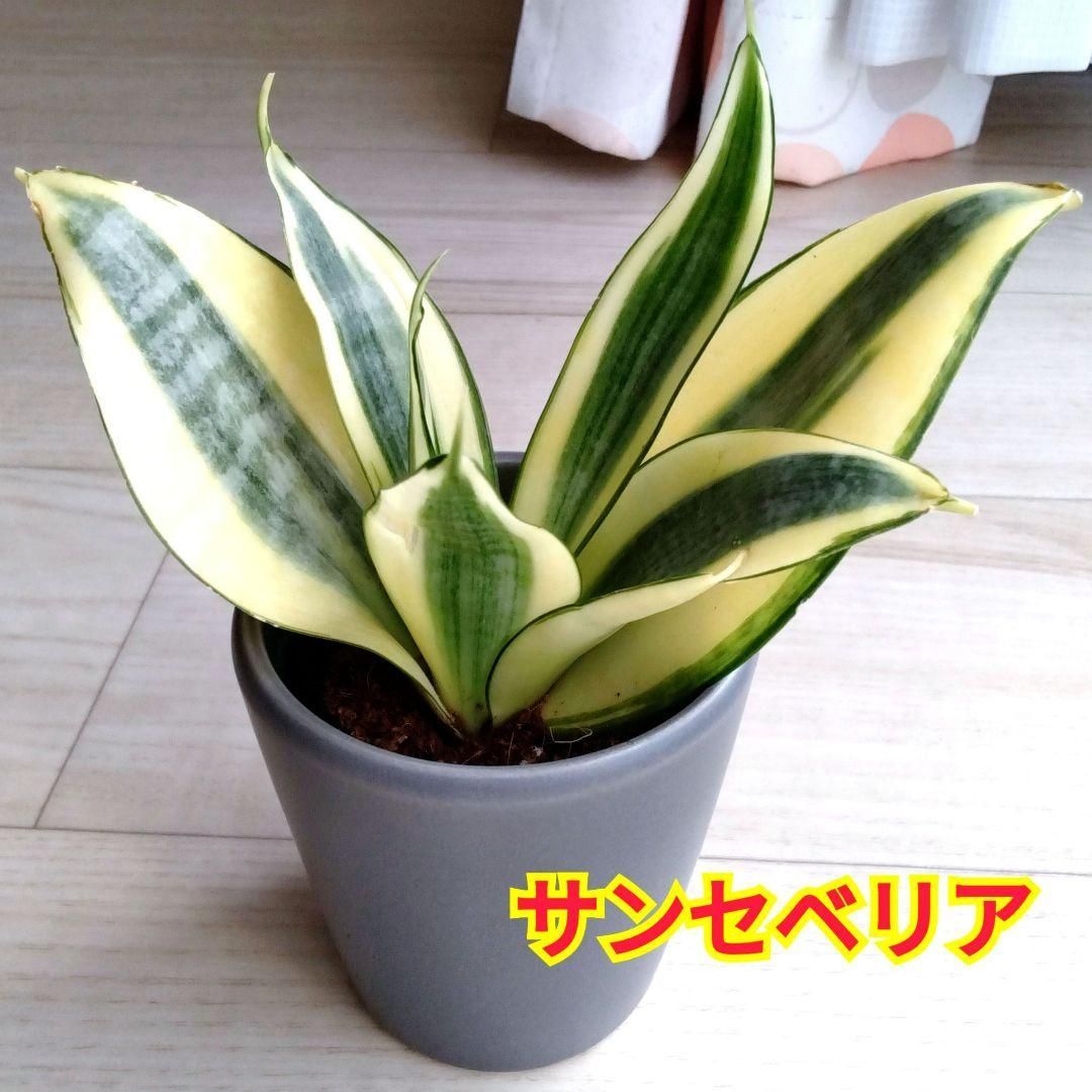 サンセベリア☆サンスベリア☆観葉植物☆黒色の陶器の鉢☆鉢を含め高さ