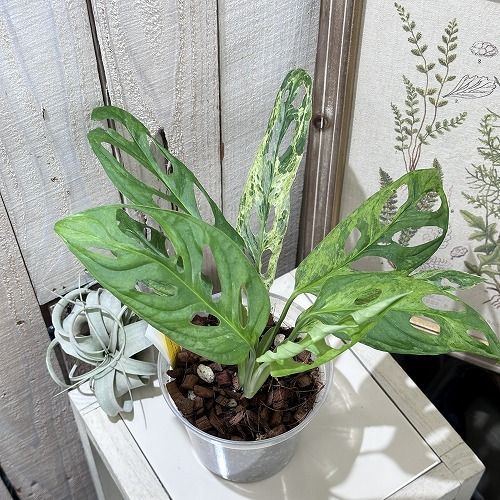希少 モンステラ アンダーソニー マダラ 4.5号 斑入り 希少！ 観葉植物