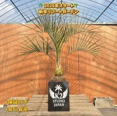 2026年最新】ココスヤシ シルバーリーフの人気アイテム - メルカリ