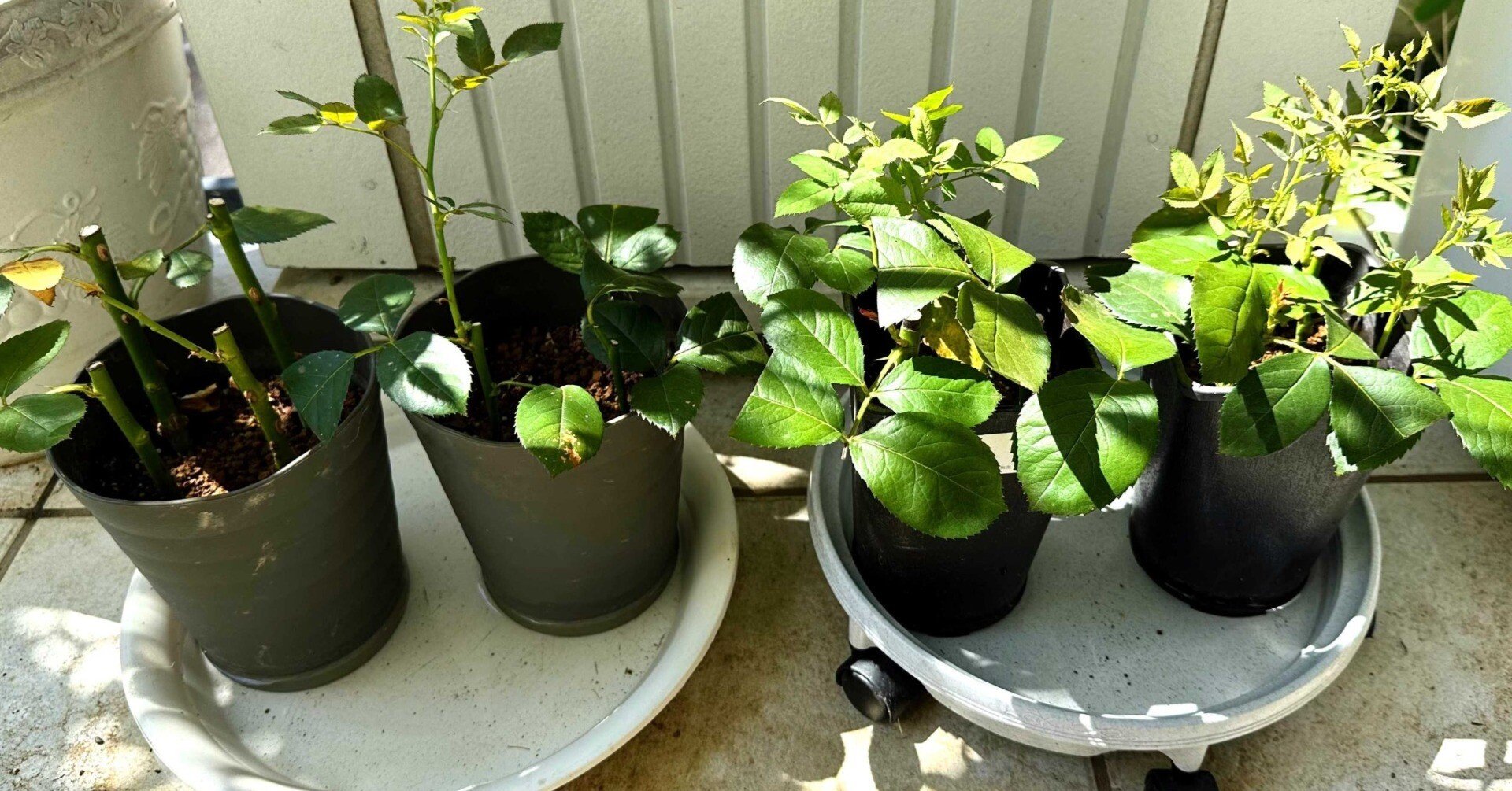 バラの挿し木苗、一撃で台無しになるのはこんな時｜[無農薬バラの育て