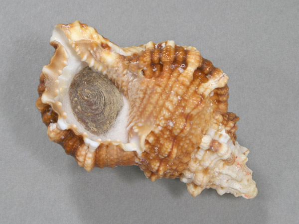 ギャラリー | 鳥羽水族館公式ホームページ