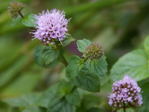 ナガセ ビューティケァ 健康食品 化粧品 通信販売 アルカンジュ