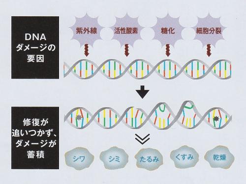 ナガセ ビューティケァ 健康食品 化粧品 通信販売 アルカンジュ / 春の