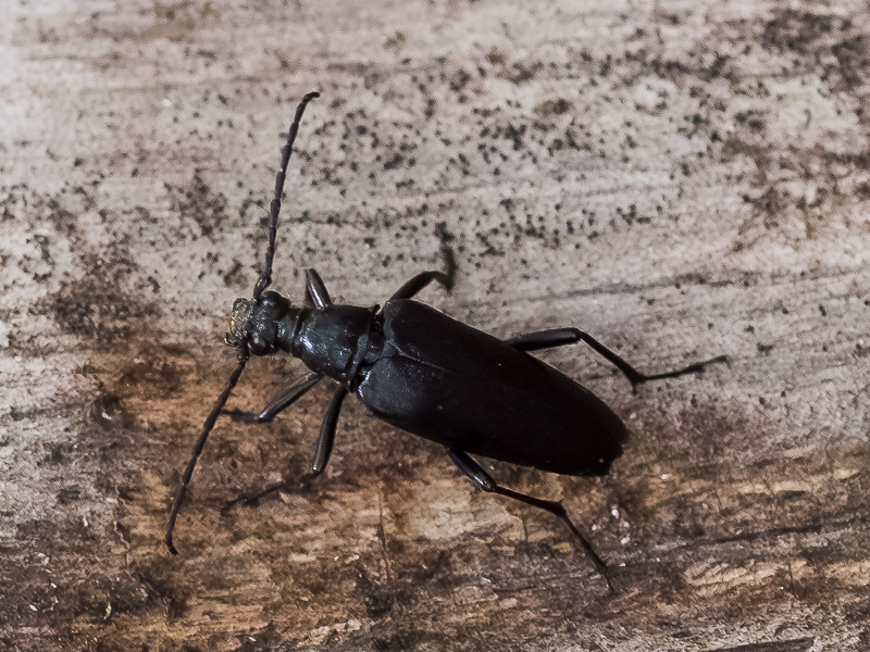 セアカハナカミキリ（和名別称：クロオオハナカミキリ