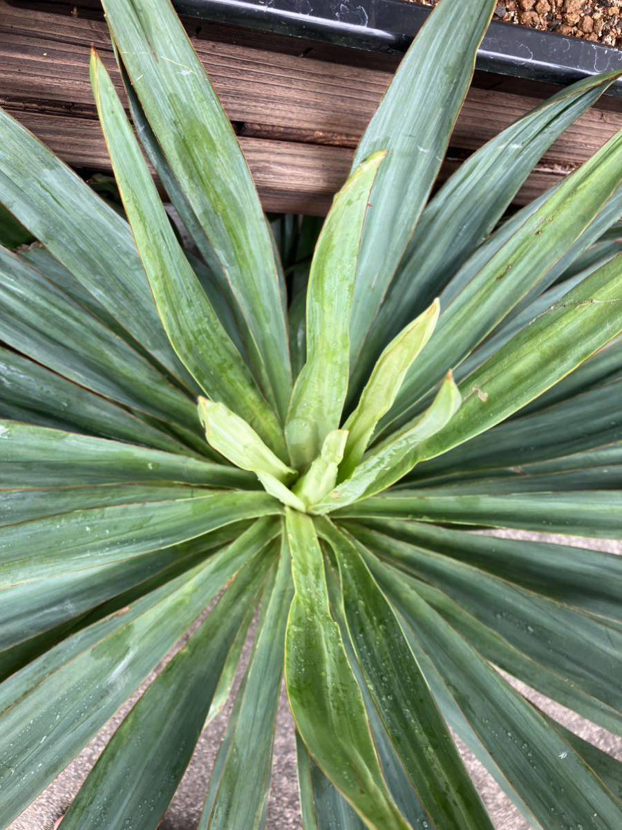 Yucca ユッカ グロリオサ ライジングサン 極上縞斑 本物 レア株 Yucca
