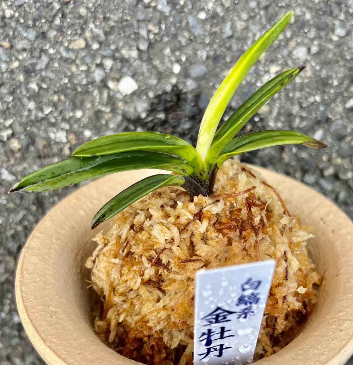 Yahoo!オークション - 富貴蘭 白縞系【金牡丹】伝統園芸 東洋蘭 斑入り