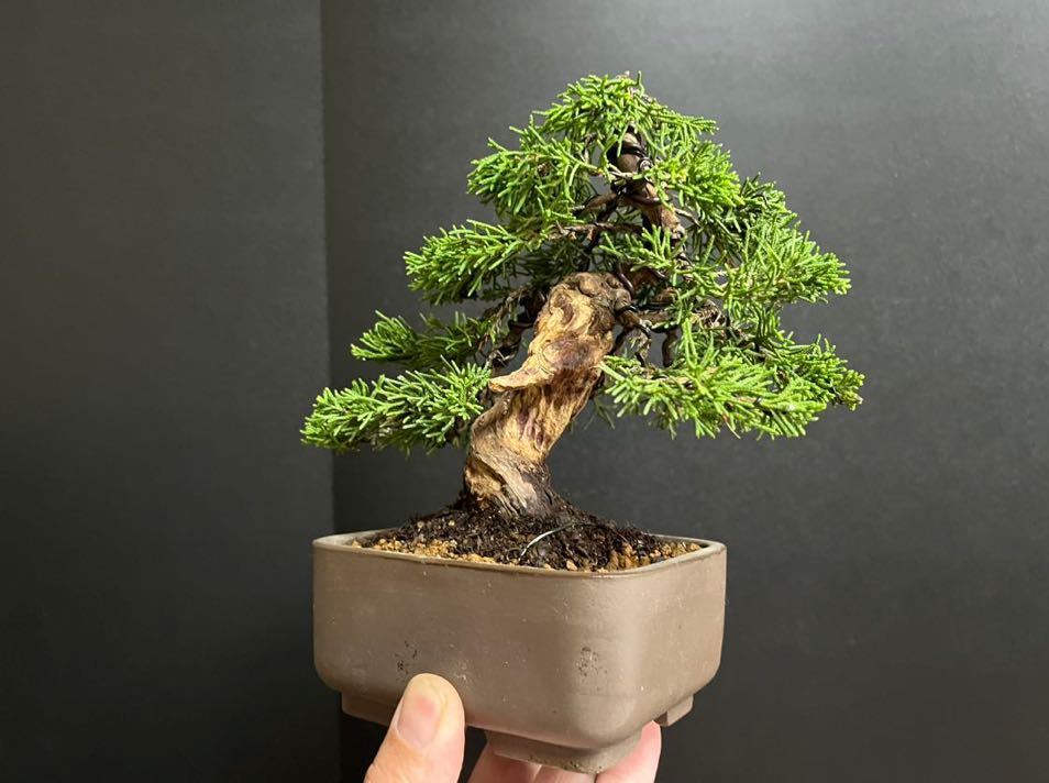 Yahoo!オークション - 真柏盆栽 糸魚川真柏 捻転シャリ幹 小品盆栽 樹