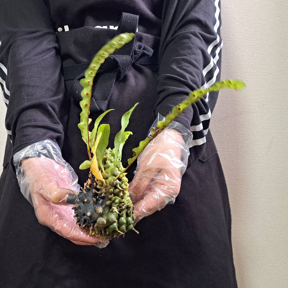 Yahoo!オークション - 輸入直後 56 レカノプテリス 植物 Lecanopteris