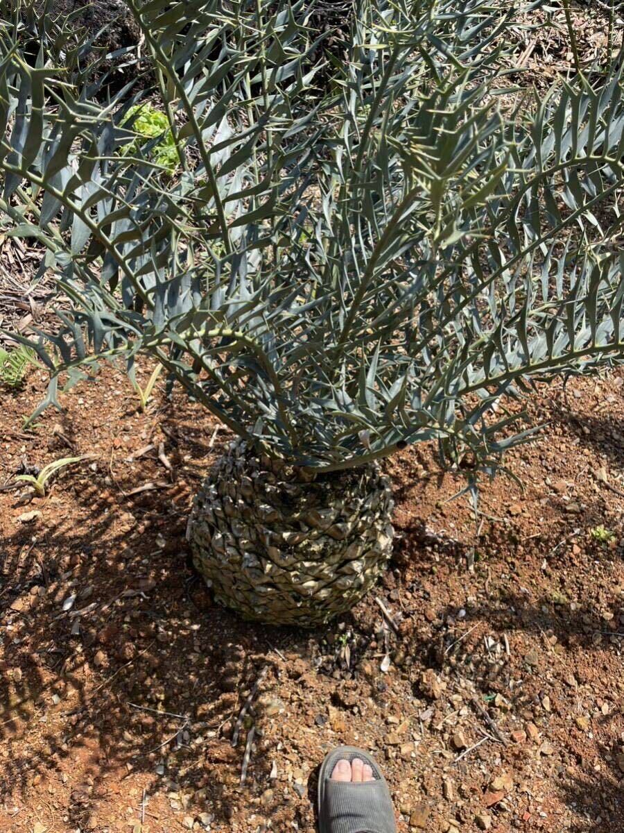 エンセファラルトス ホリダス 国内採取 種子 1粒 ②｜Yahoo!フリマ（旧