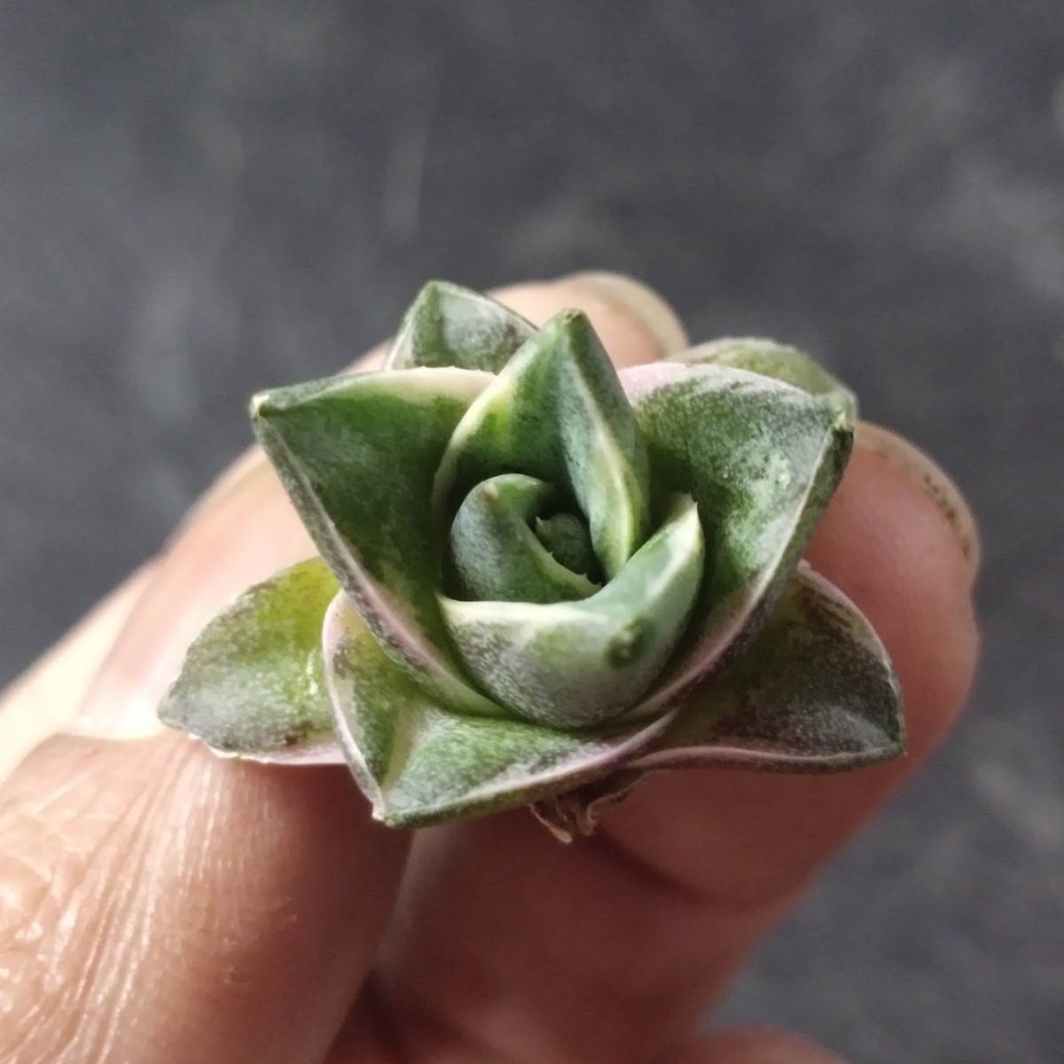 Yahoo!オークション - AS411アガベ ピンキー 王妃笹の雪A型 白覆輪斑